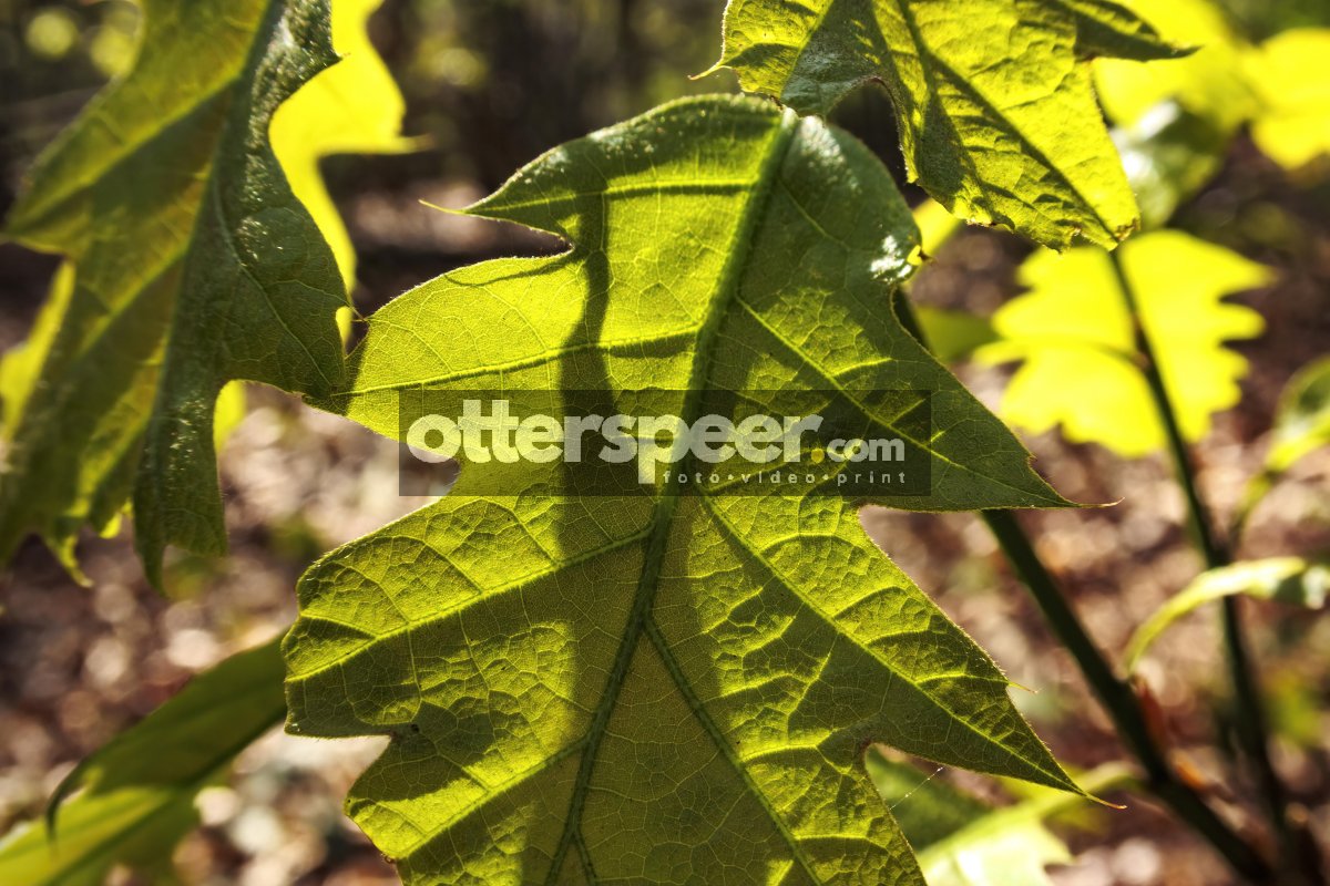 Sunlight filters through vibrant green leaves, highlighting intr