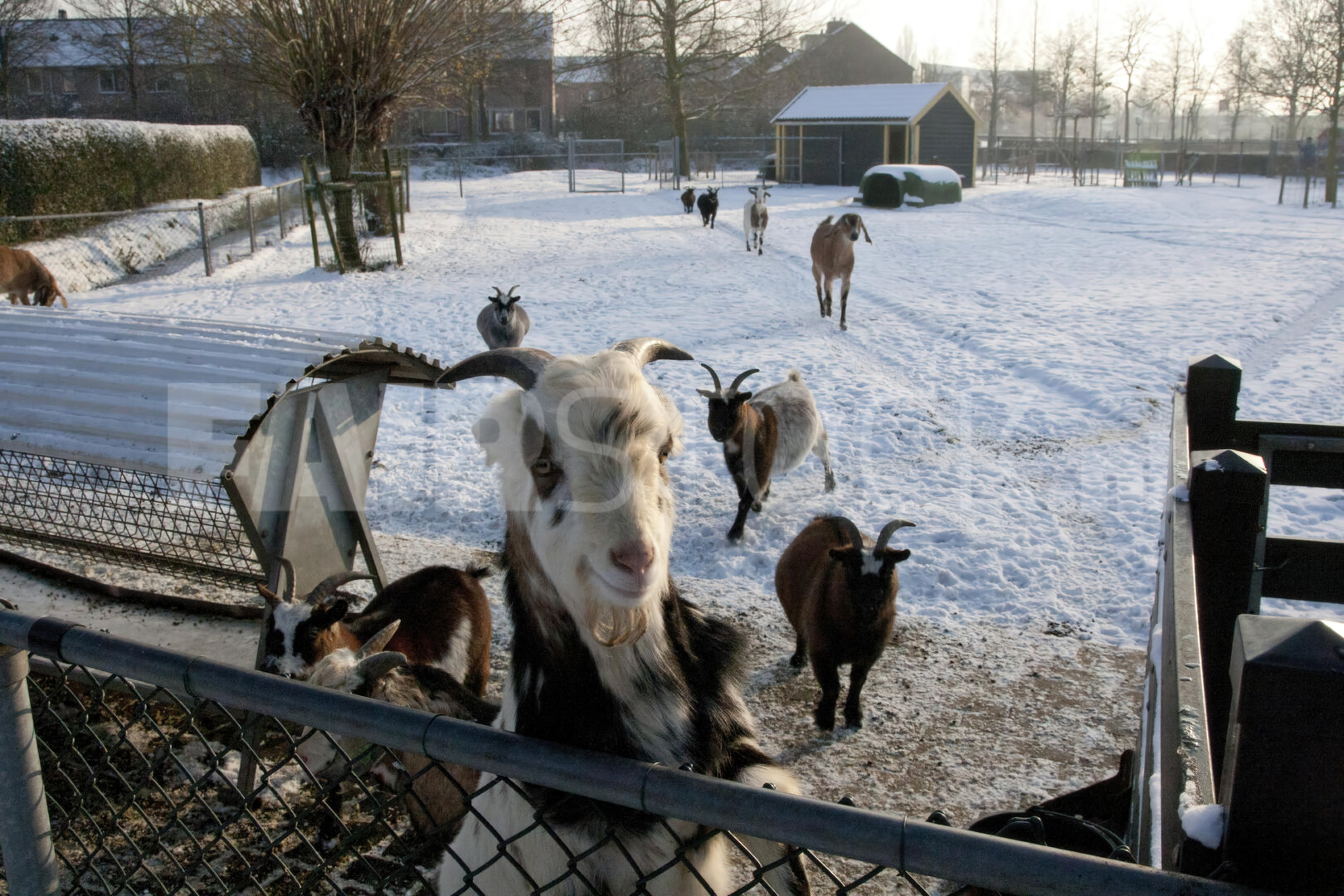 Winterdag op kinderboerderij met geiten in de sneeuw