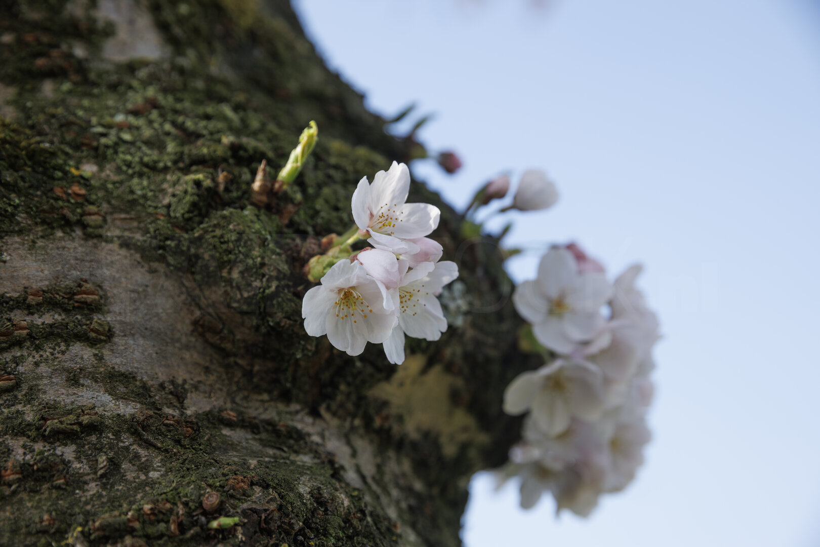 Kersenbloesem op boomstam in Zevenbergen