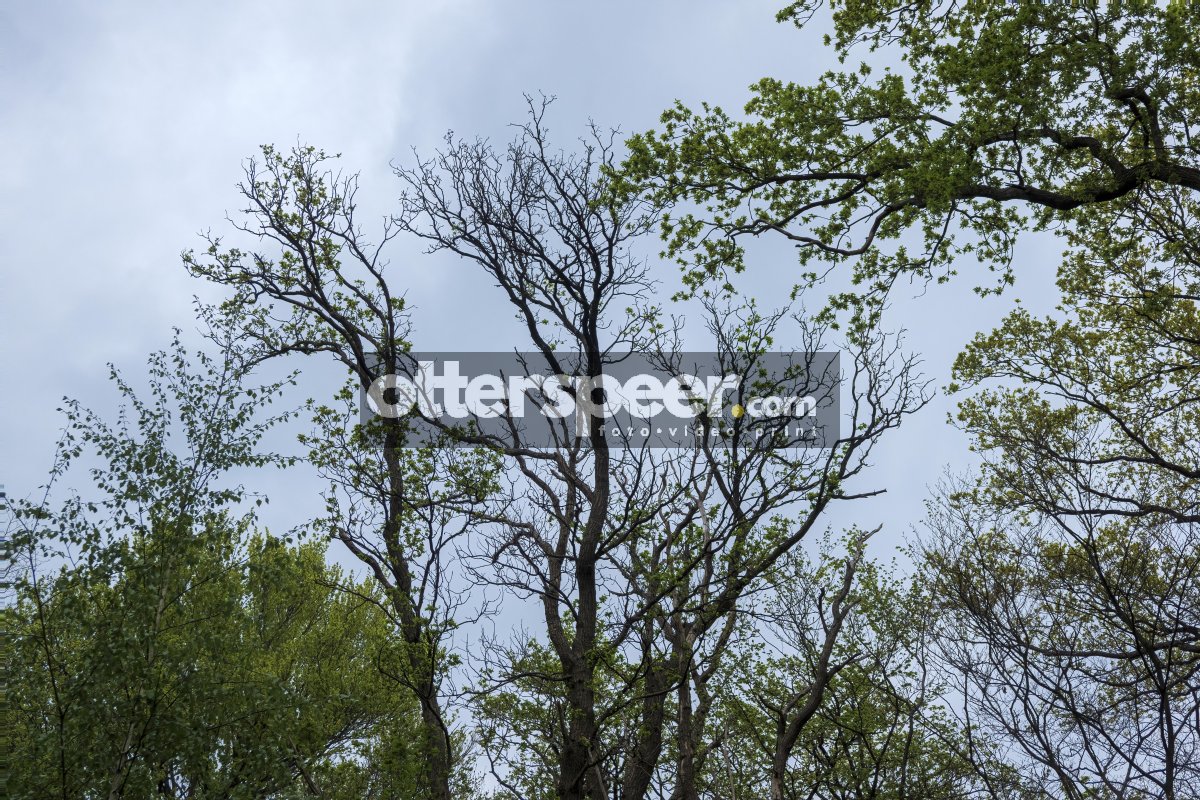 Tall trees reaching for the cloudy sky in a serene forest during