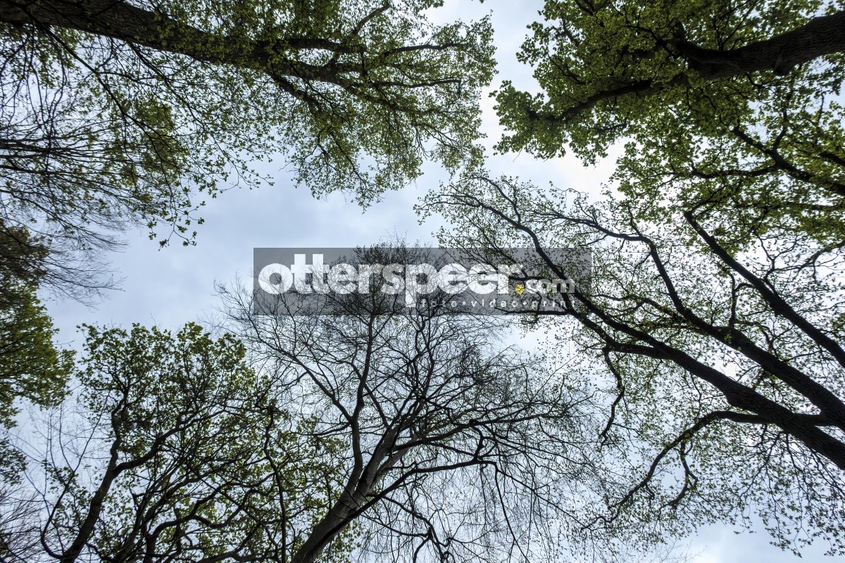 Exploring the canopy of trees in a dense forest during early spr