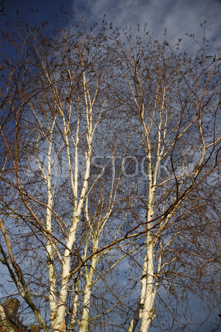 Bomen tegen blauwe lucht