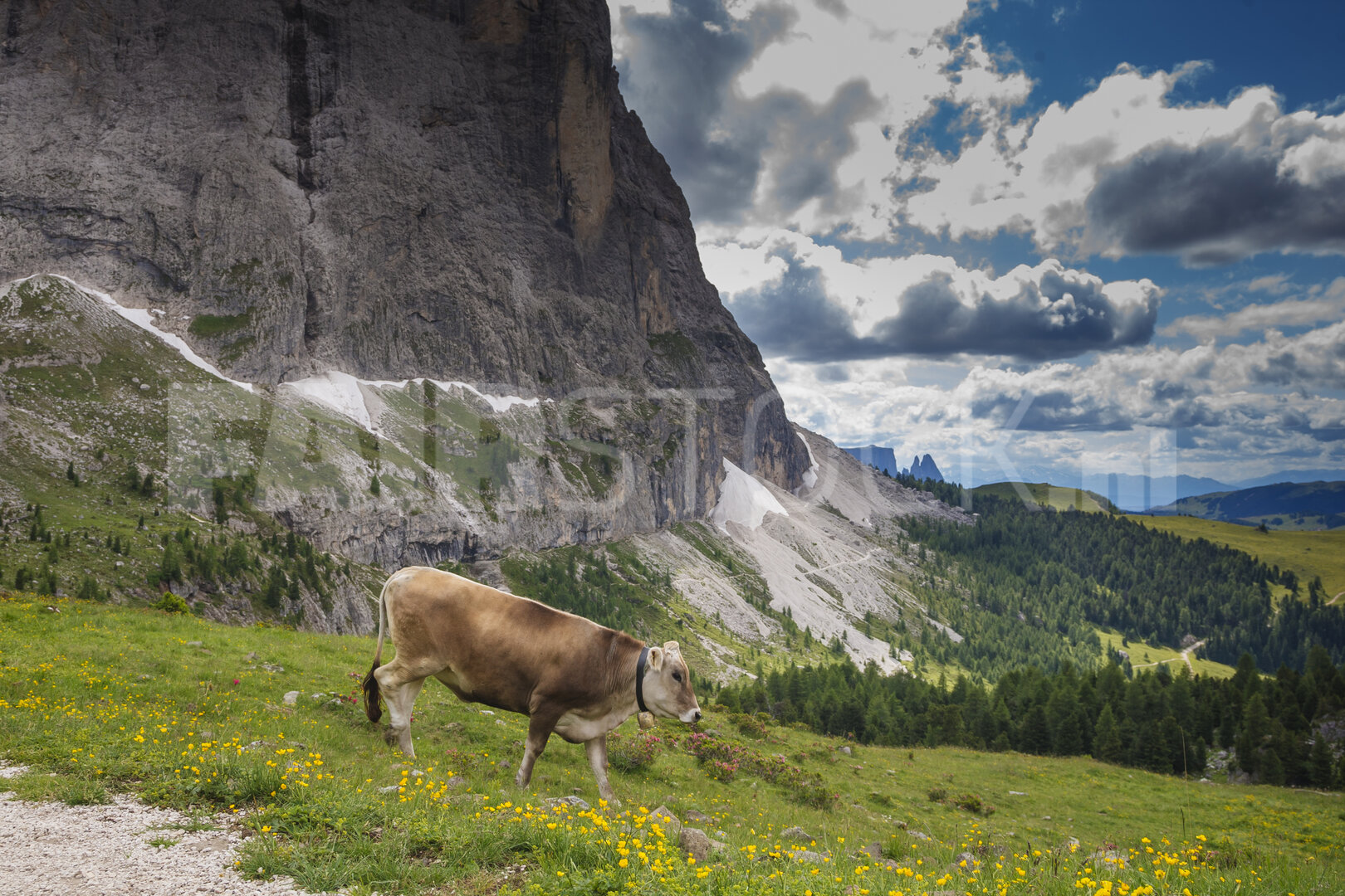 Bruine koe graast in weelderige weide bij Dolomieten