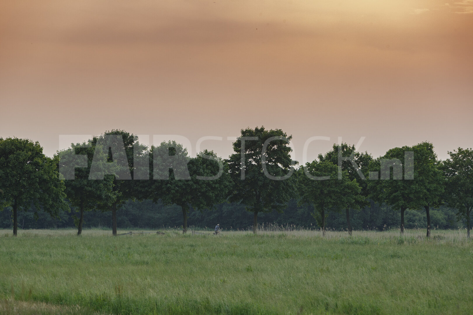Weelderig groen veld onder serene dageraadhemel