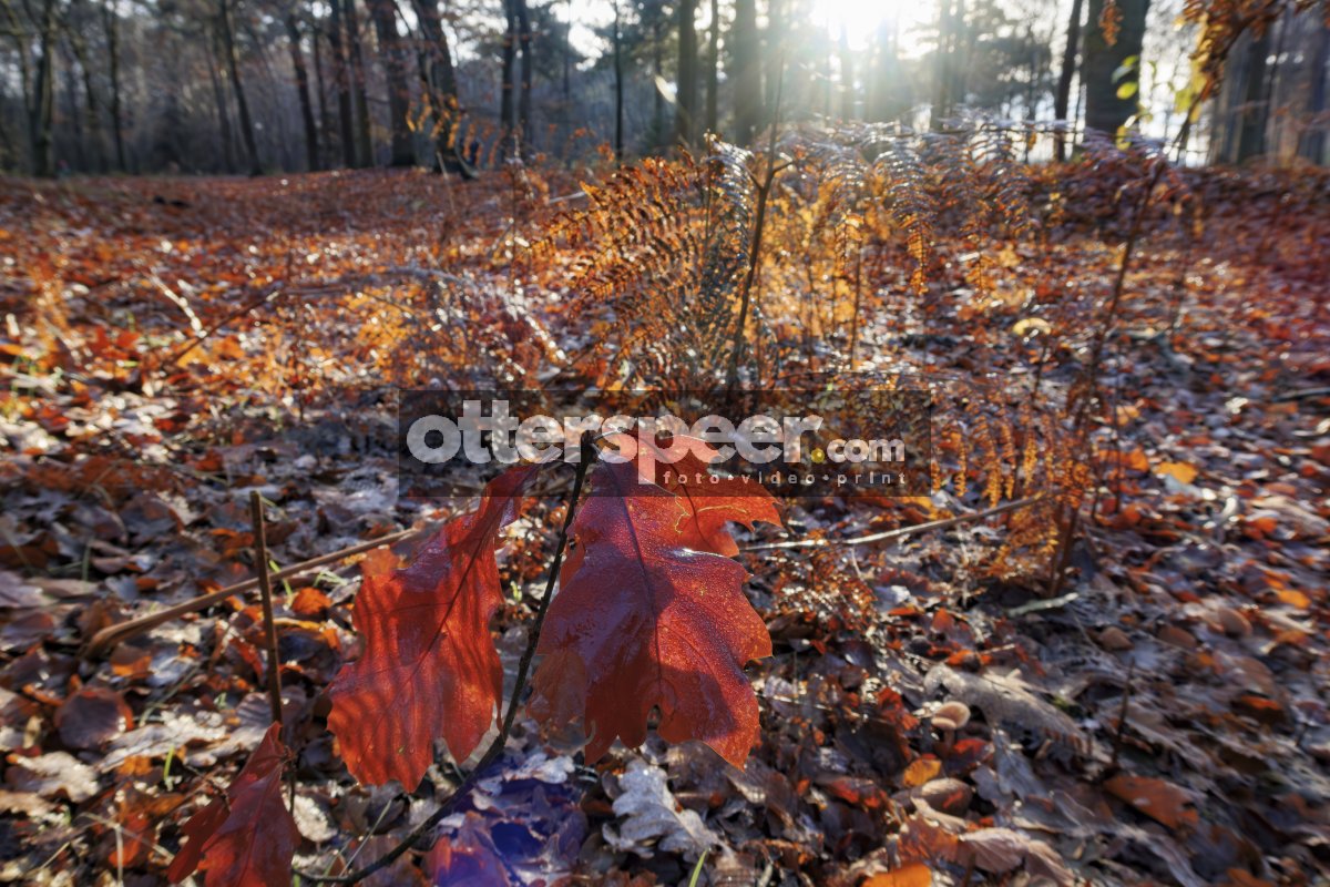 Herfstbos in ochtendlicht: overgang naar winterrust