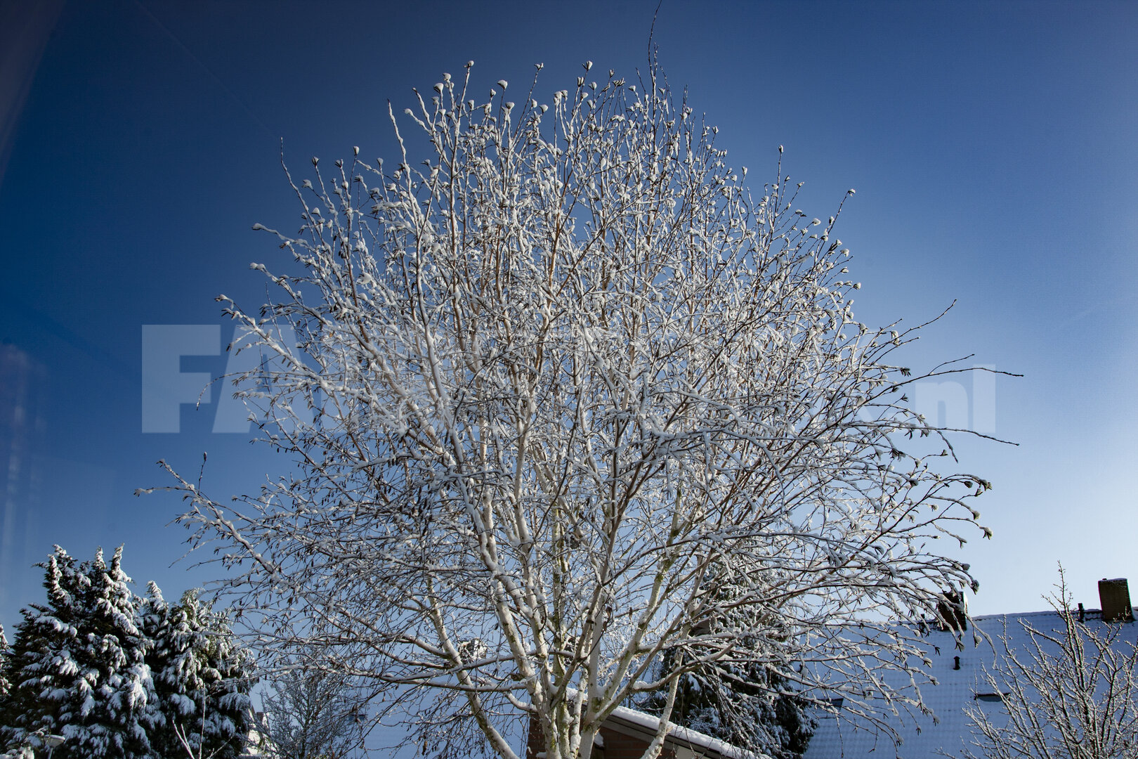 Sneeuwbedekte berk in Nederlandse achtertuin