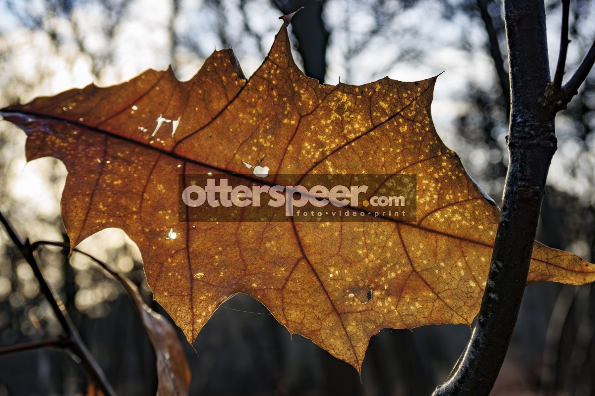 Herfstblad in avondlicht: overgang naar winter