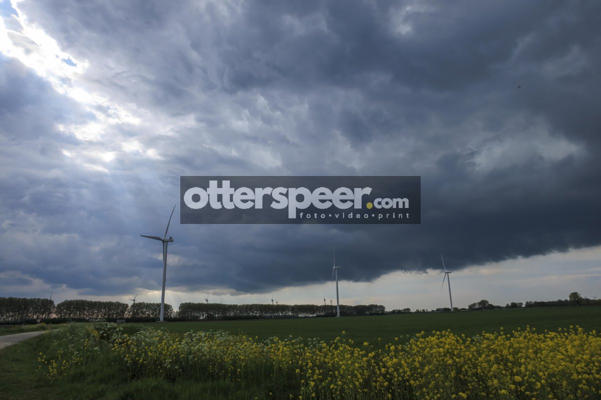 Dramatic sky over wind turbines with yellow flowers in the foreg
