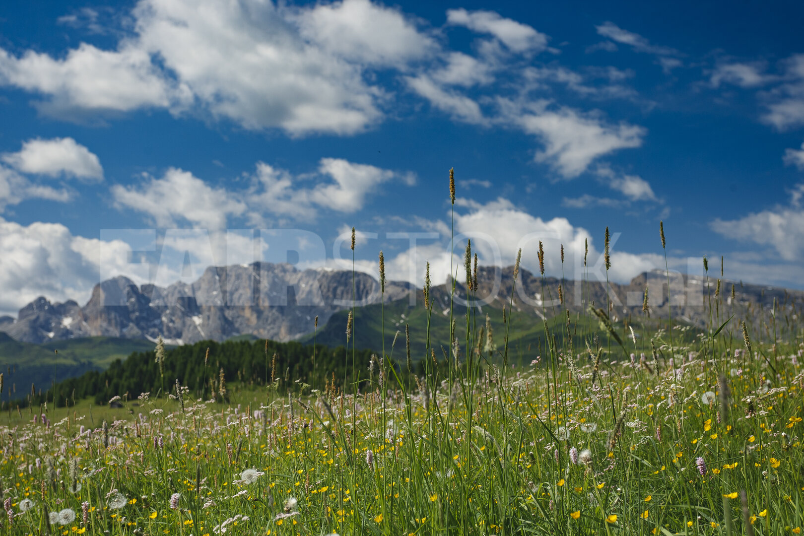Zomerlandschap met wilde bloemen en Dolomieten
