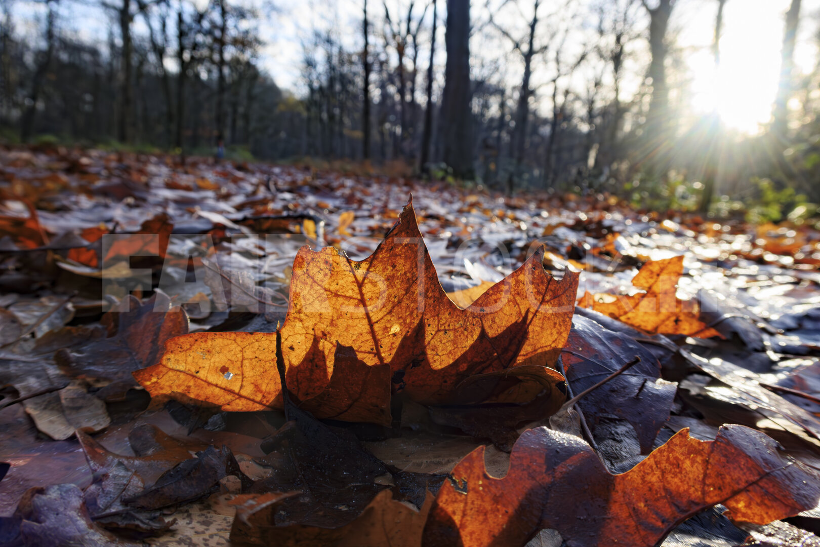 Herfst naar winter in het bos