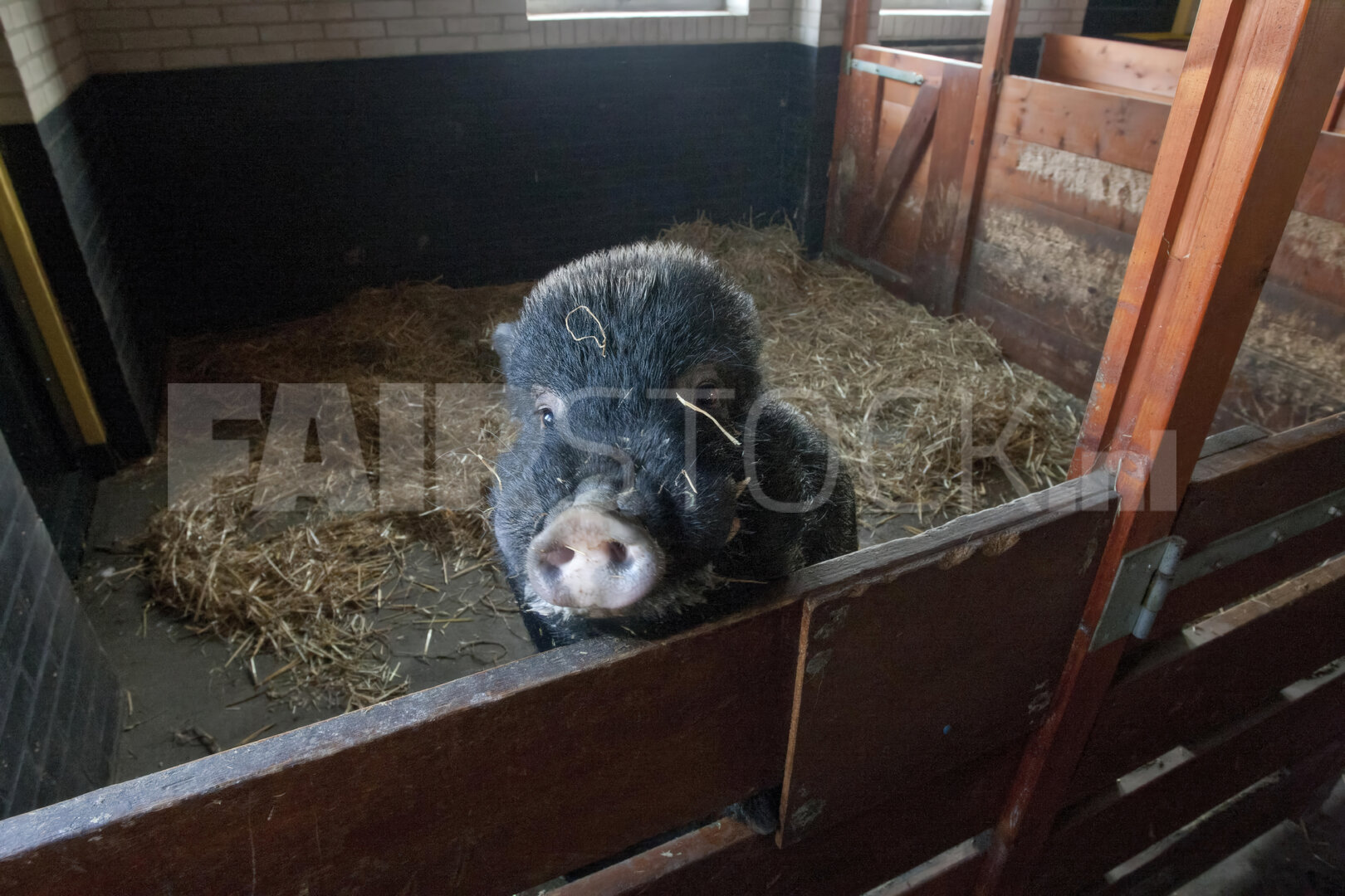 Varken in kinderboerderij interacteert met bezoekers
