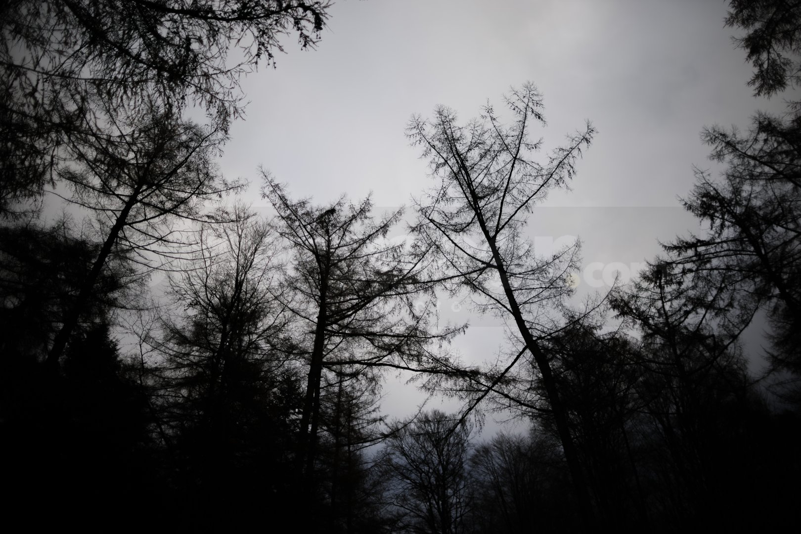Kale bomen onder bewolkte lucht
