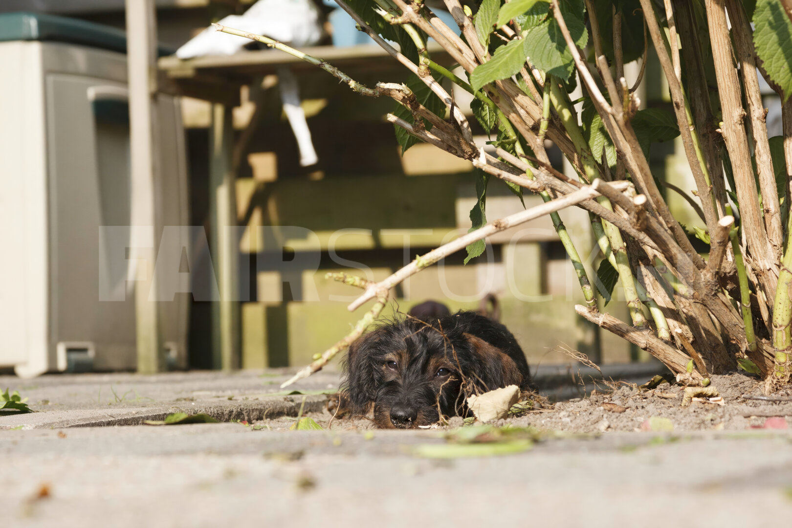 Vrolijke Teckelpuppy Speelt in Stadstuin
