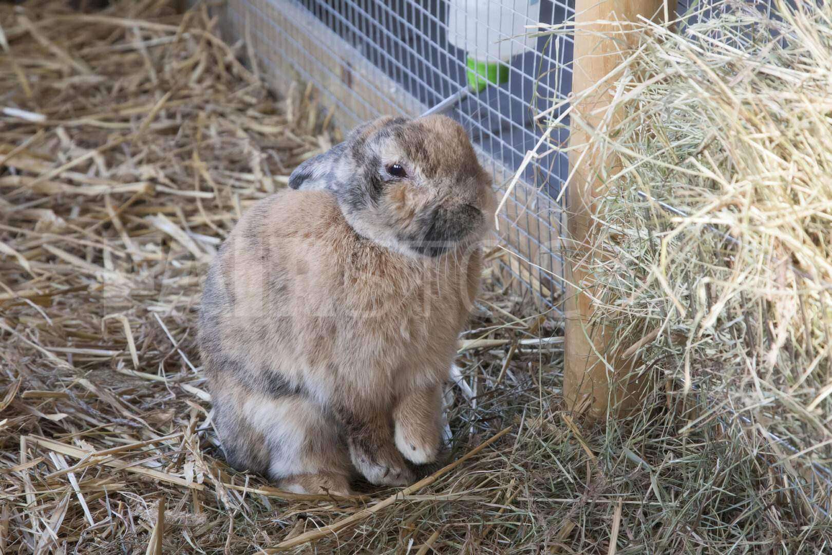 Schattig konijn drinkt water op kinderboerderij