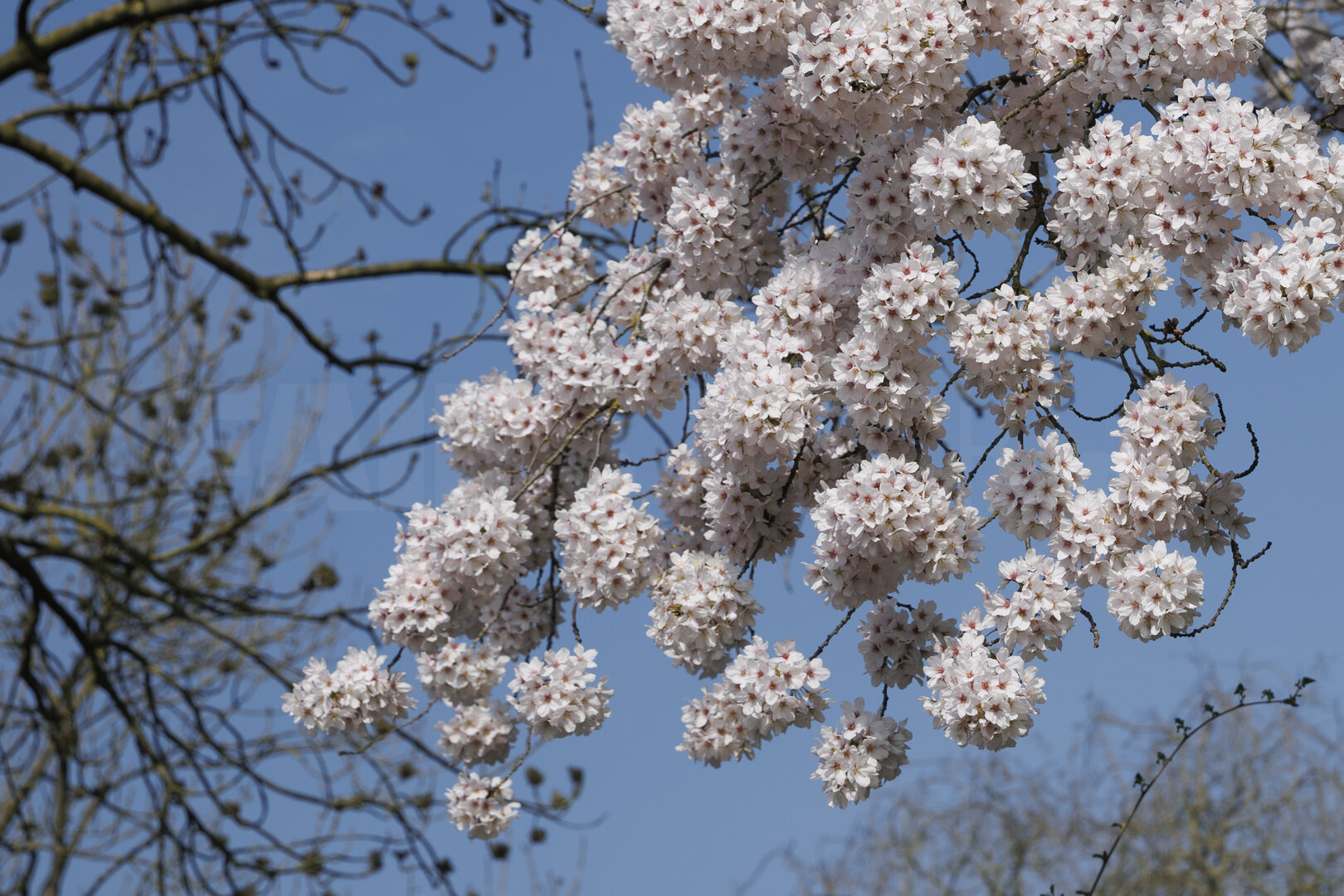 Bloeiende kersenbloesem in Zevenbergen, Noord-Brabant