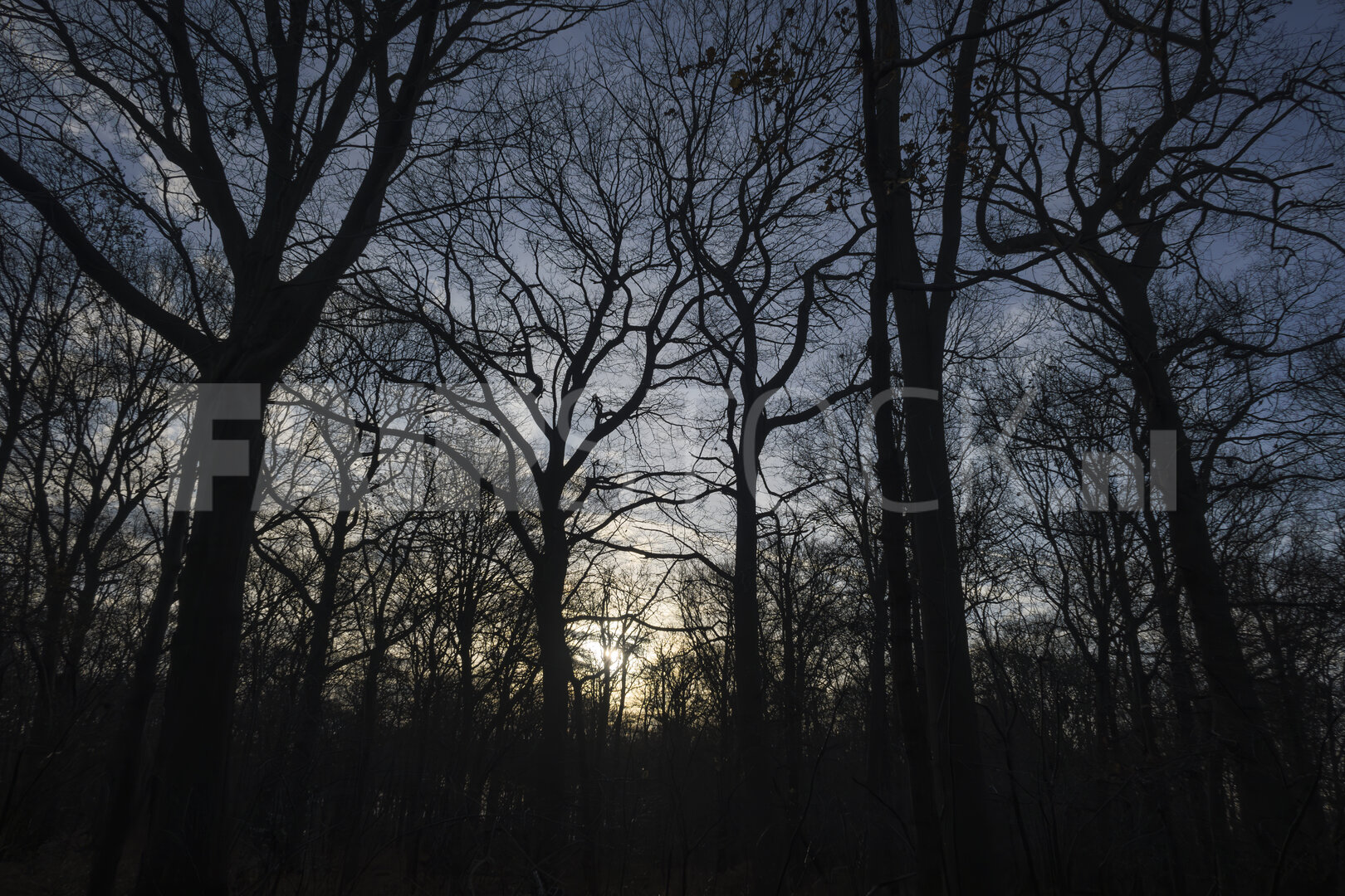 Overgang van herfst naar winter in het bos