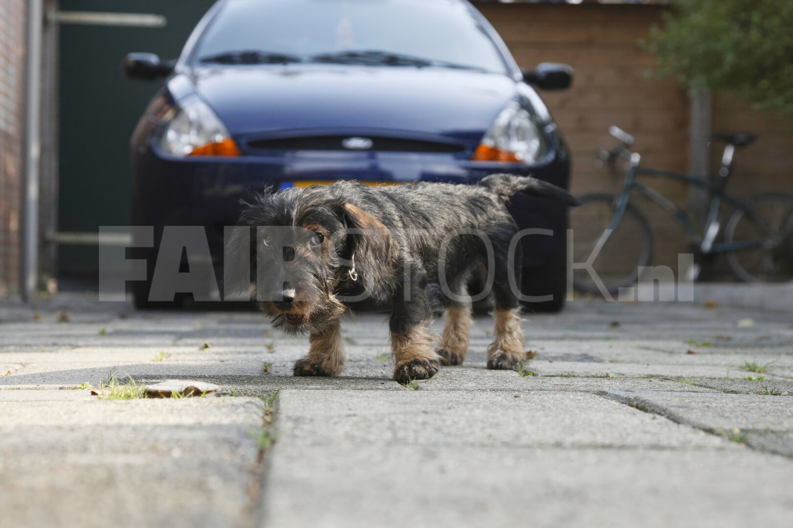 Vrolijke Teckelpuppy Speelt in Stadstuin