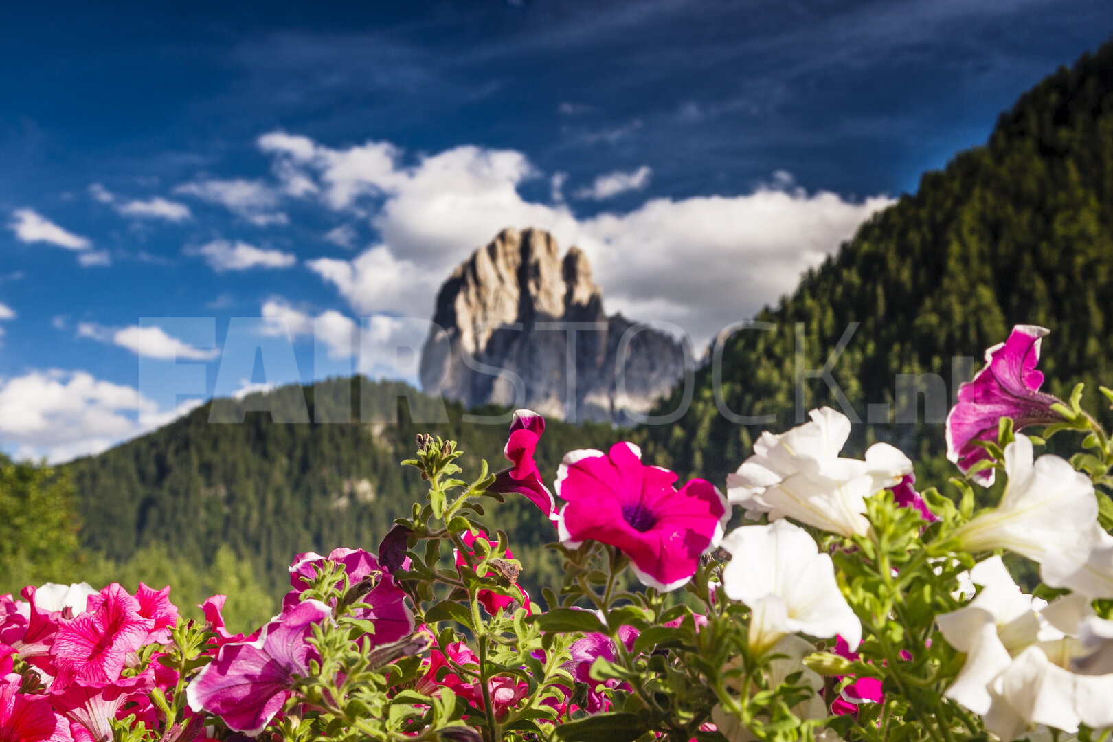 Levendige bloemen met majestueuze bergen en blauwe lucht
