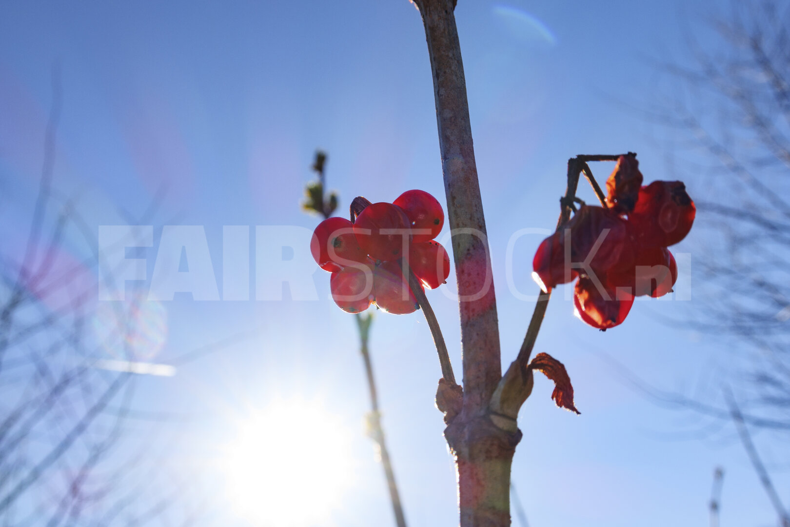 Bright red berries glisten under clear blue sky during winter's