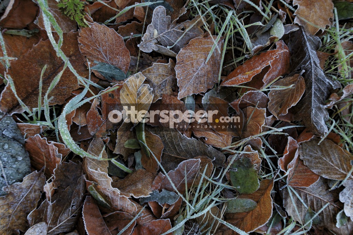 Bevroren herfstbladeren en gras