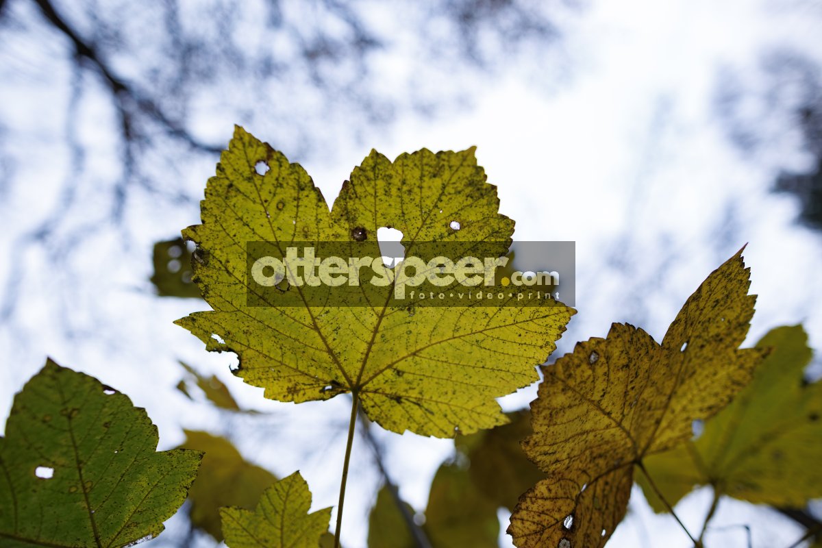 Herfstbladeren tegen bewolkte hemel in Breda