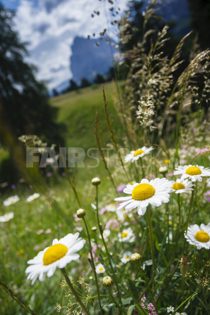 Levendige wilde bloemen in de Italiaanse Alpen