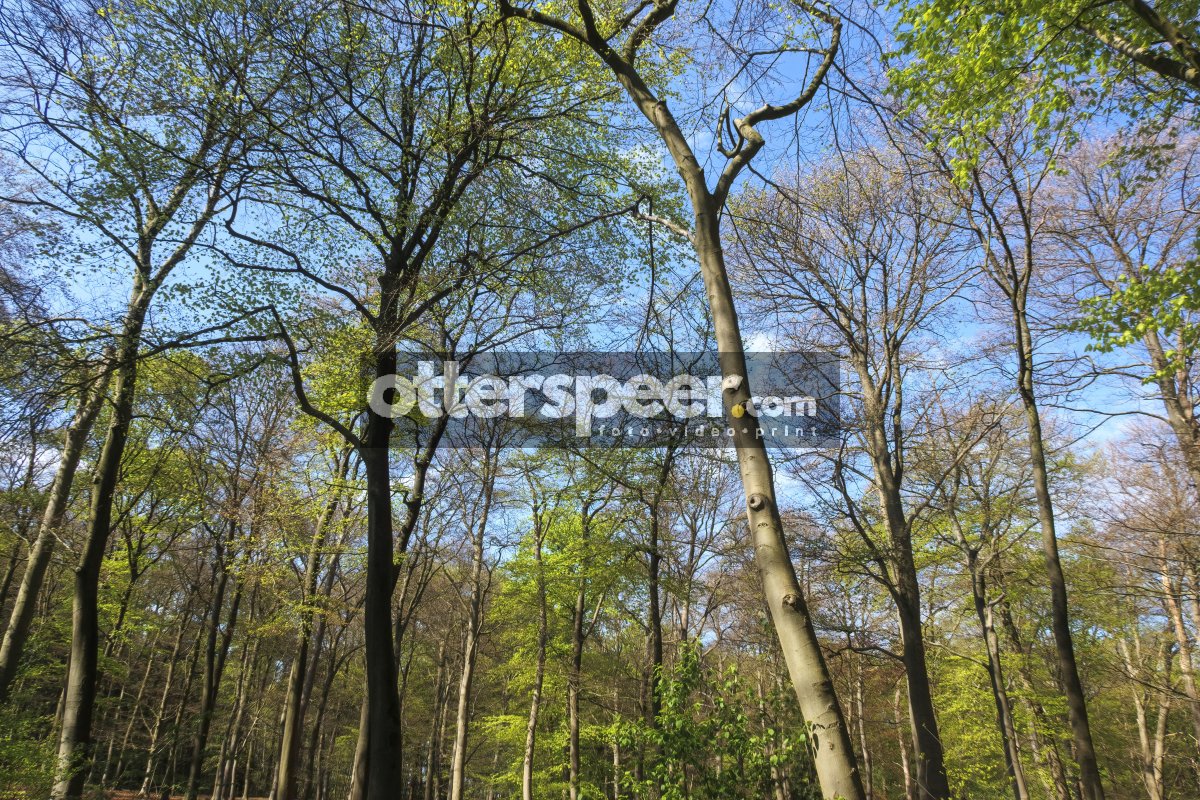 Tall trees with fresh green leaves under a bright blue sky in a