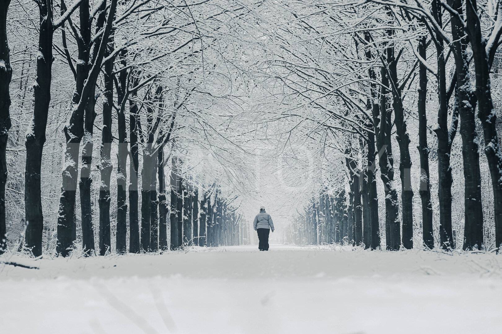 Eenzame winterwandeling door het besneeuwde Liesbos