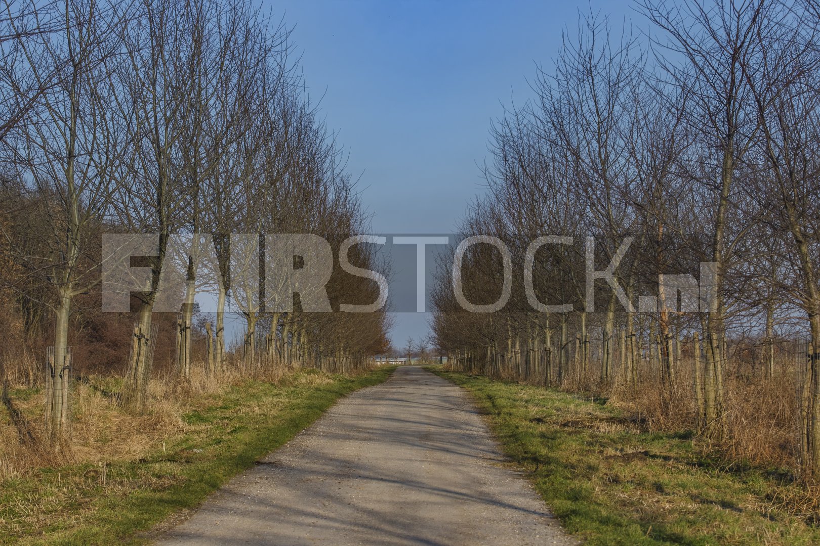 Slagpad omzoomd met kale bomen onder blauwe lucht