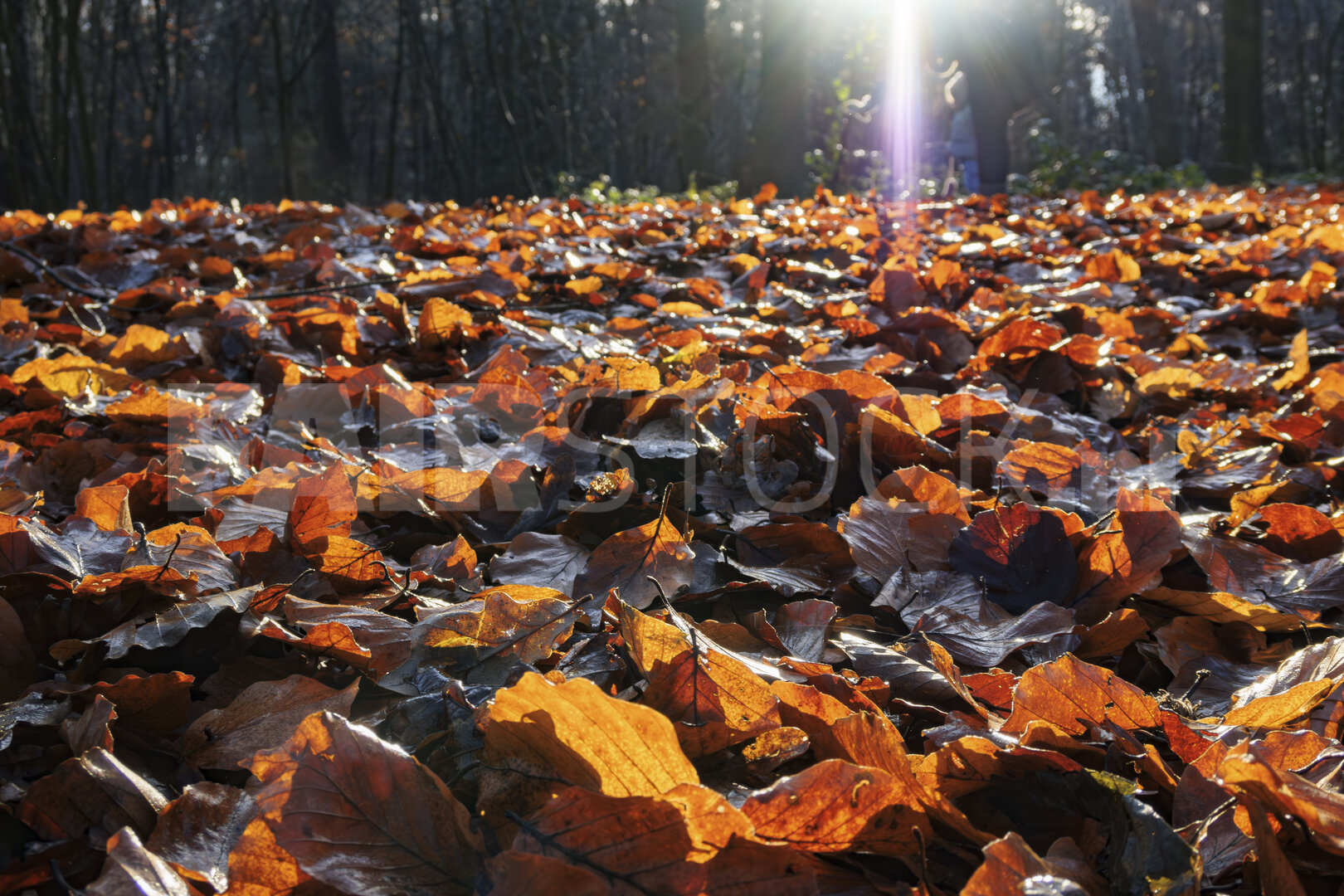 Herfst naar winter: glinsterend bladerdeken in het bos