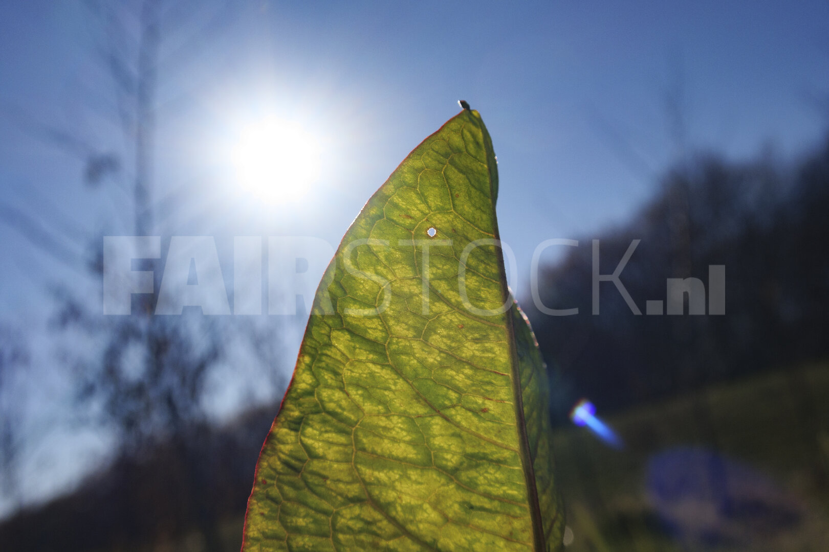 Sunlight shines through a green leaf highlighting its intricate