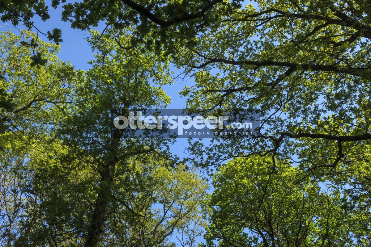 Lush green treetops meet clear blue sky in a serene forest setti
