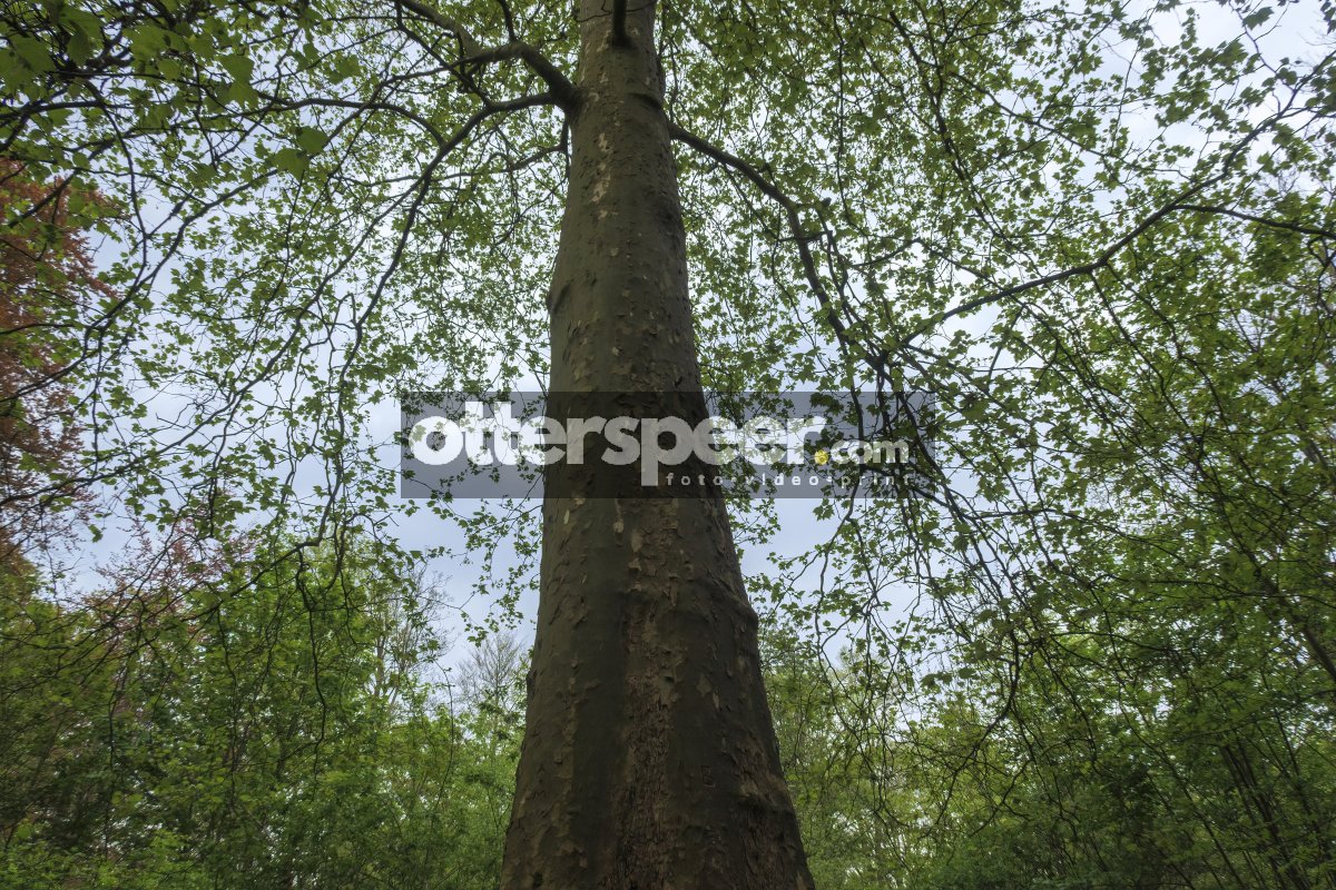 Tall tree reaches towards grey sky in lush forest during early s