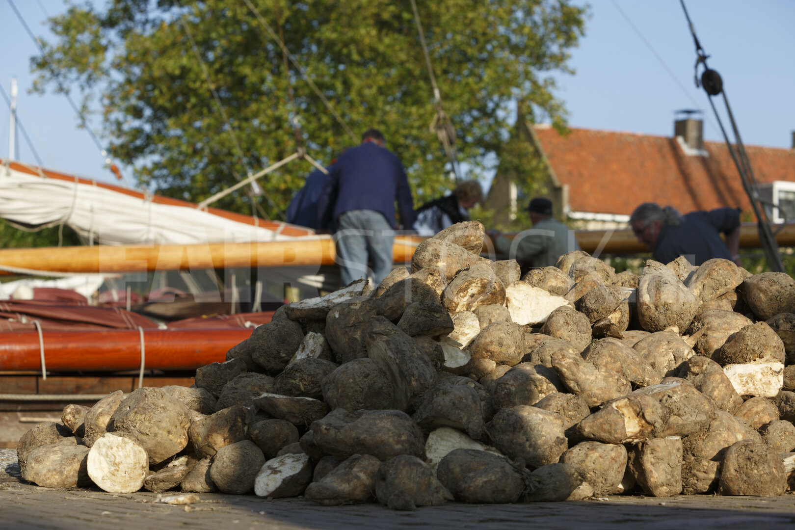 Oogst wortelen aan de haven