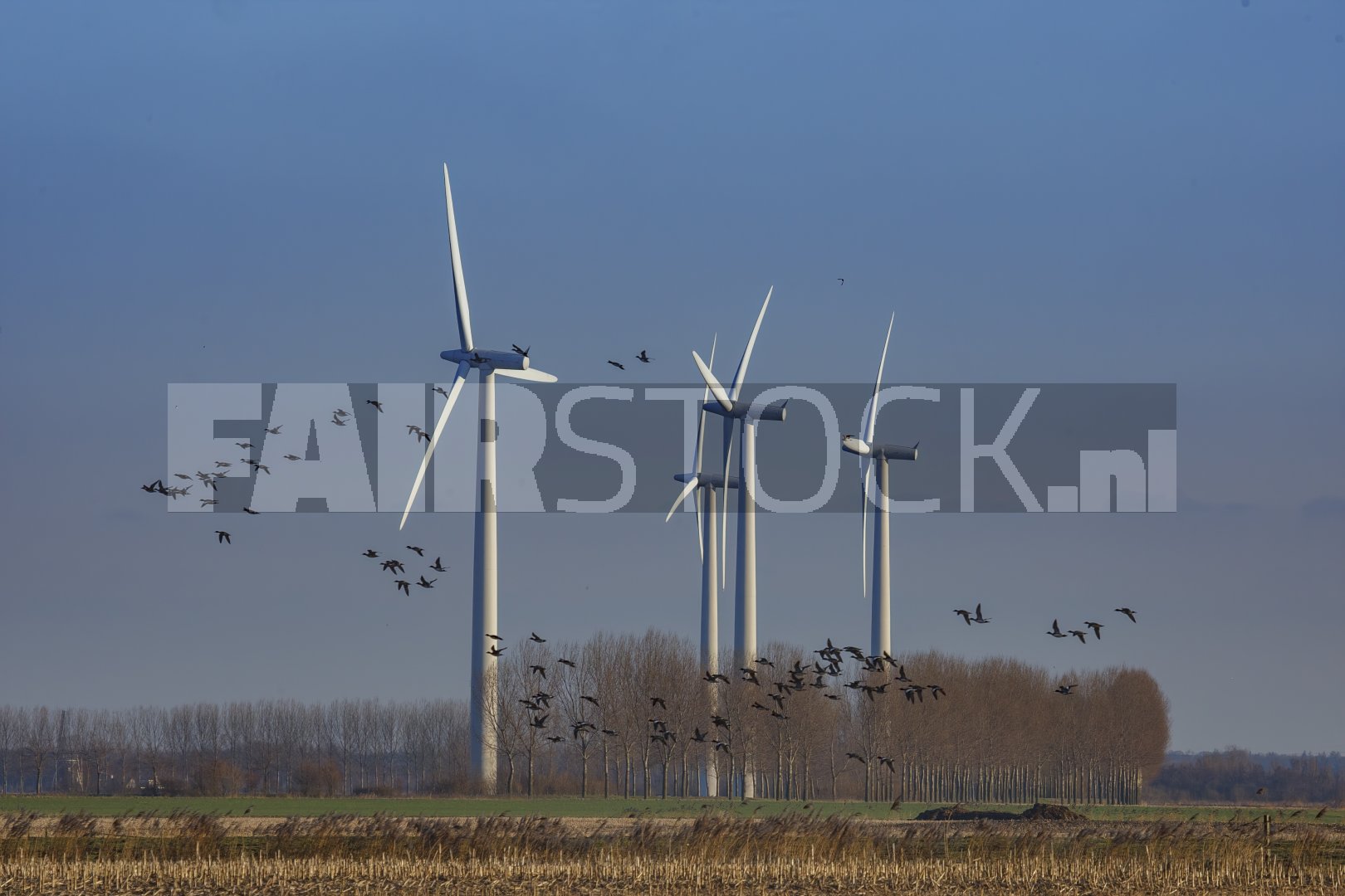 Windturbines onder heldere hemel met vliegende vogels