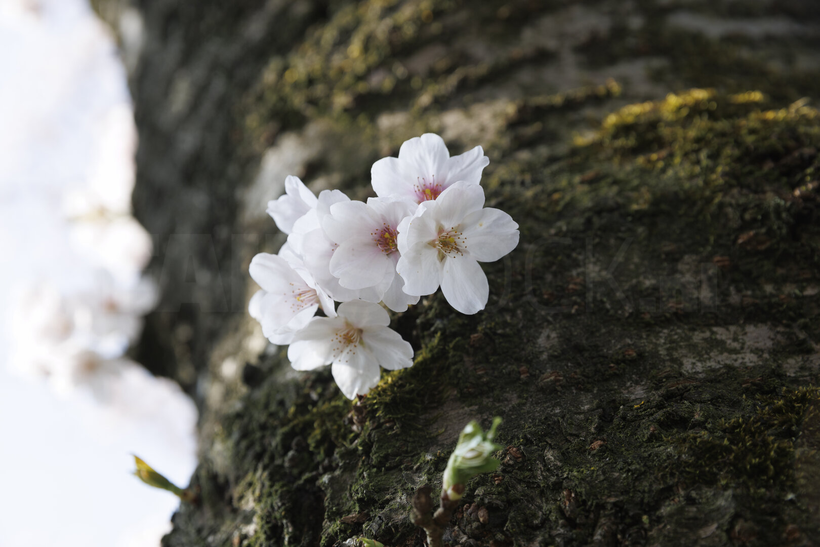 Kersenbloesem op boomstam in Noord-Brabant
