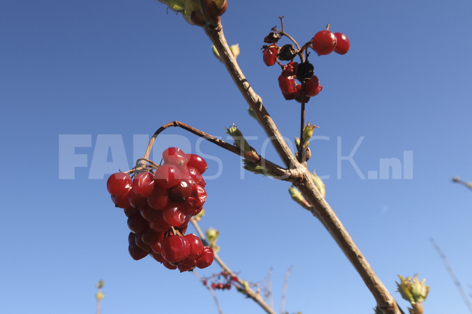 Red berries hanging from branches under a clear blue sky in a ru