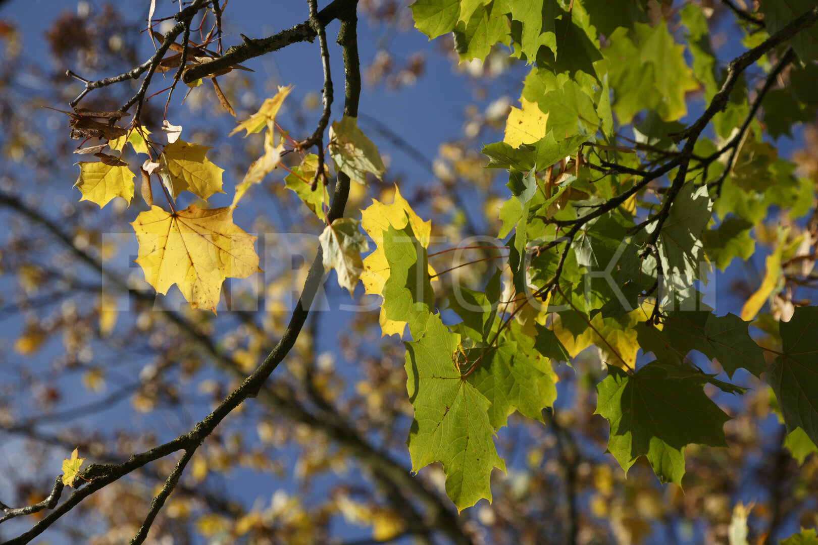 Herfstbladeren in geel en groen