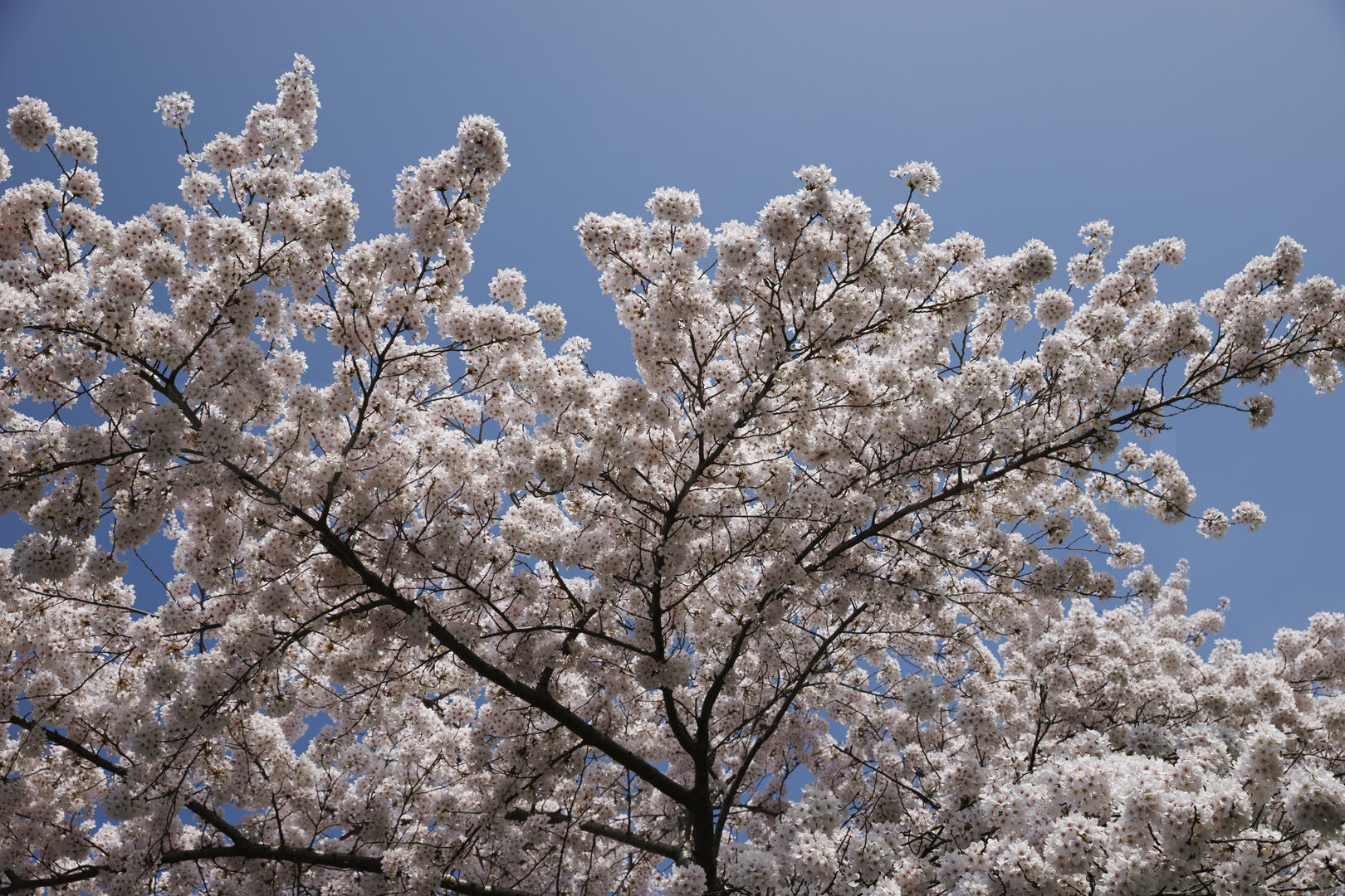 Kersenbloesemboom in volle bloei onder blauwe lucht