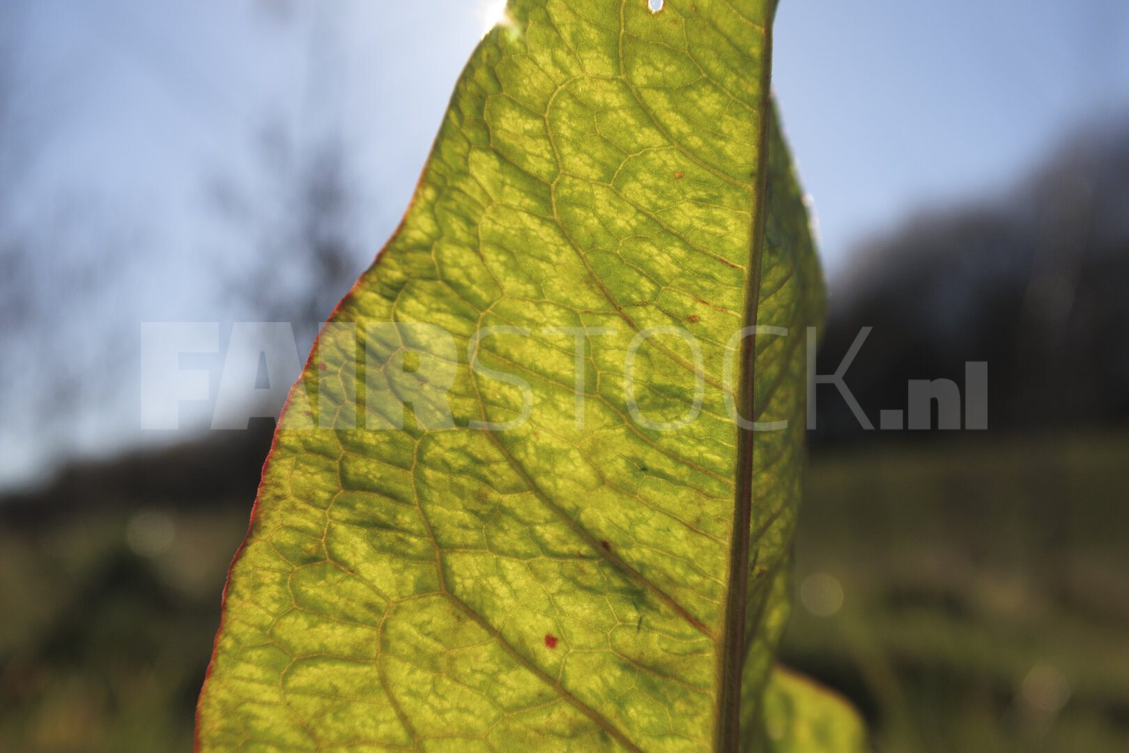Bright green leaf capturing sunlight in a serene outdoor setting