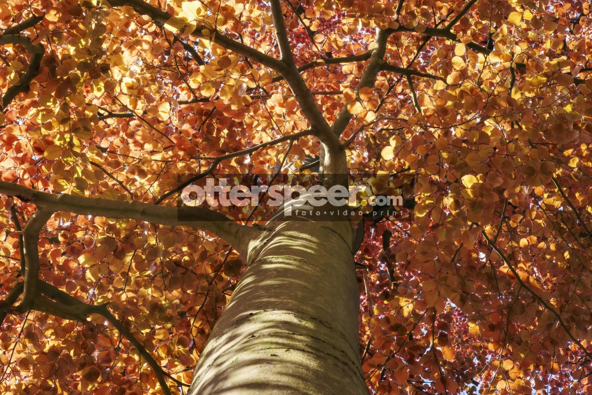 Look up at the vibrant autumn foliage through the branches of a