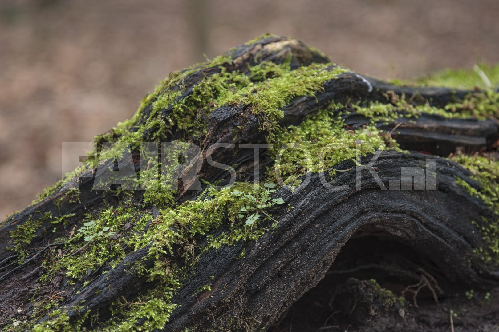 Groen mos op verweerdde boomstam