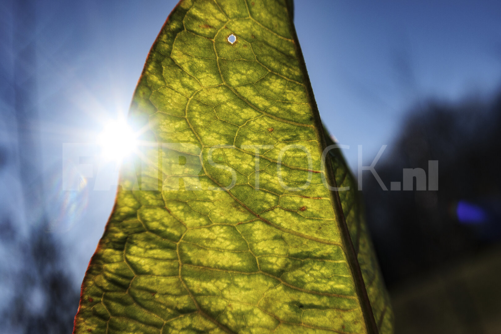 Sunlight shines through a vibrant green leaf against a clear blu