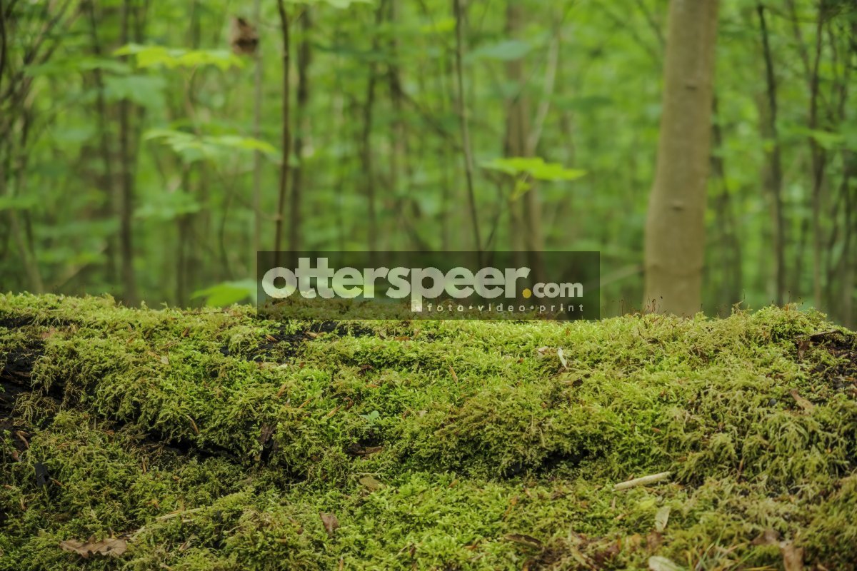 Lush green moss covers an ancient log in a dense forest during a