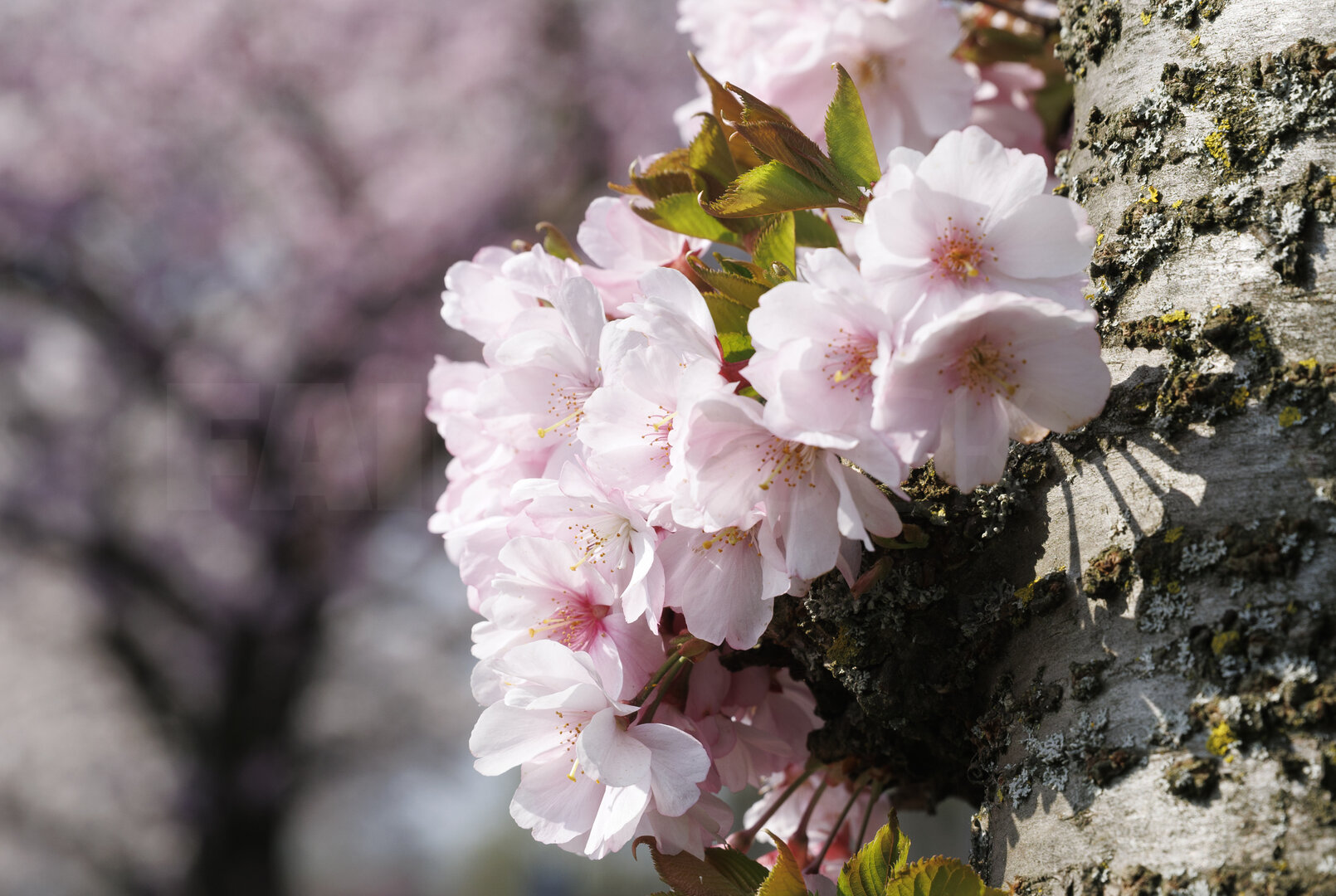 Kersenbloesem in lentezon, Noord-Brabant