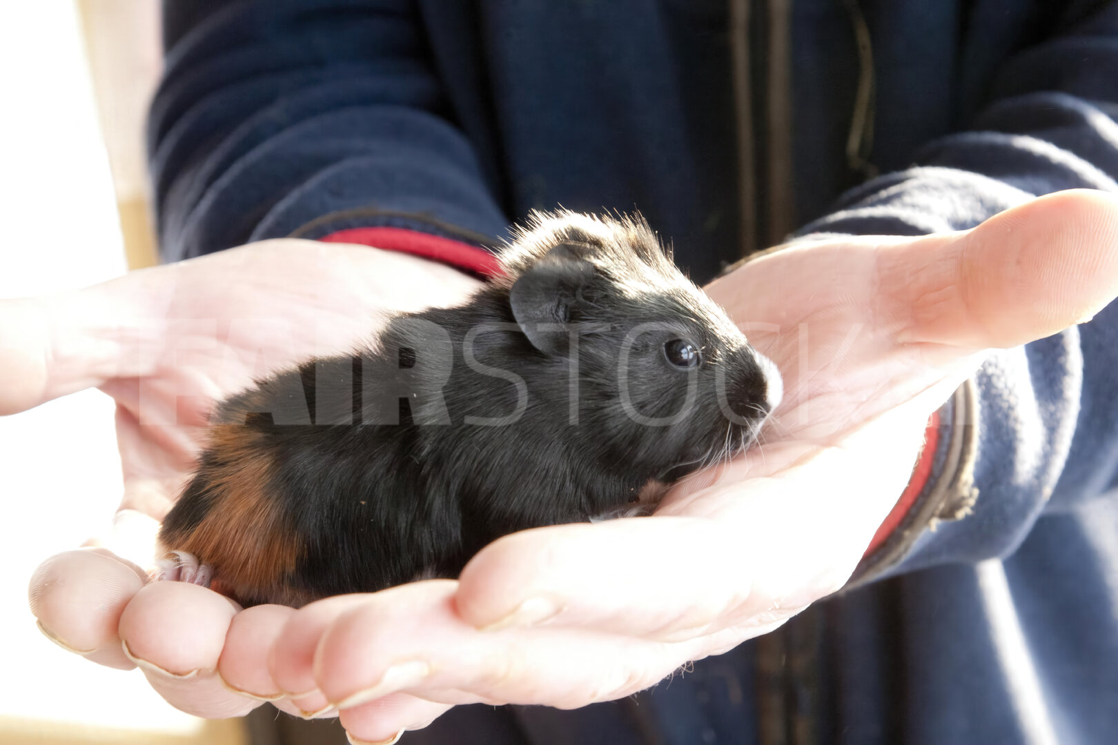 Cavia wordt voorzichtig vastgehouden op kinderboerderij