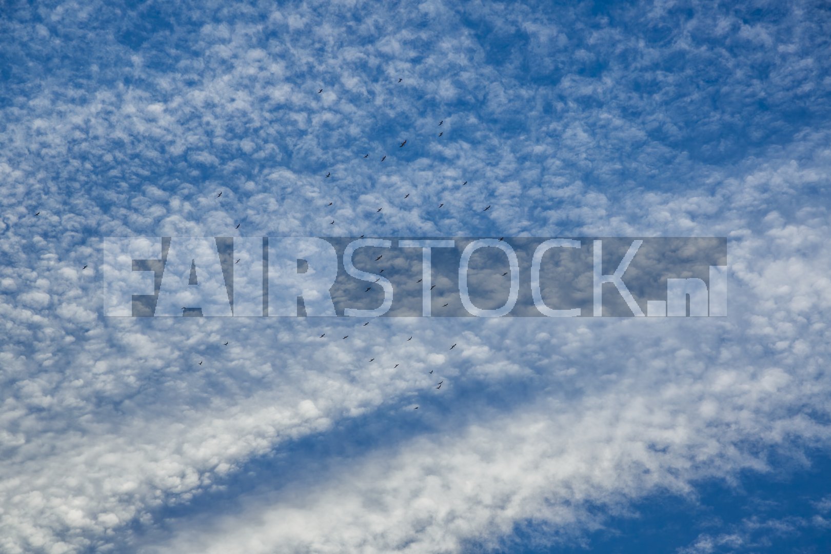 Wolken en vogels op blauw