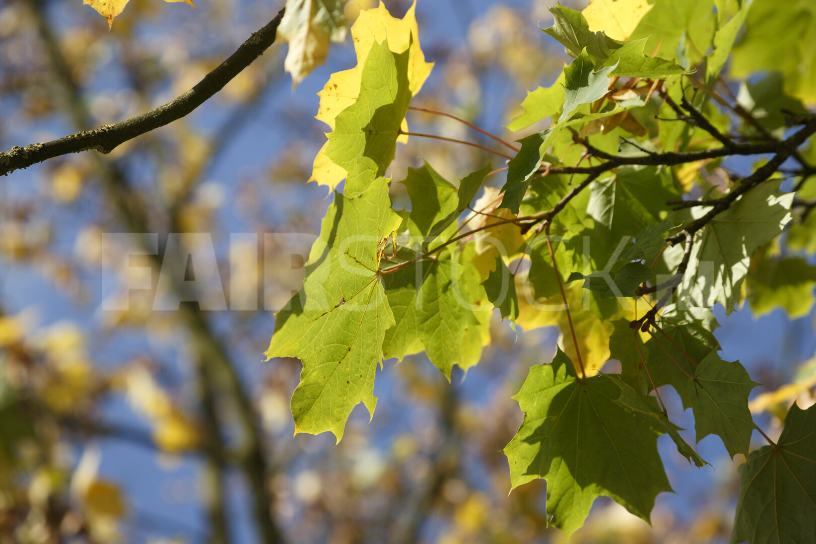 Herfstbladen in zonlicht