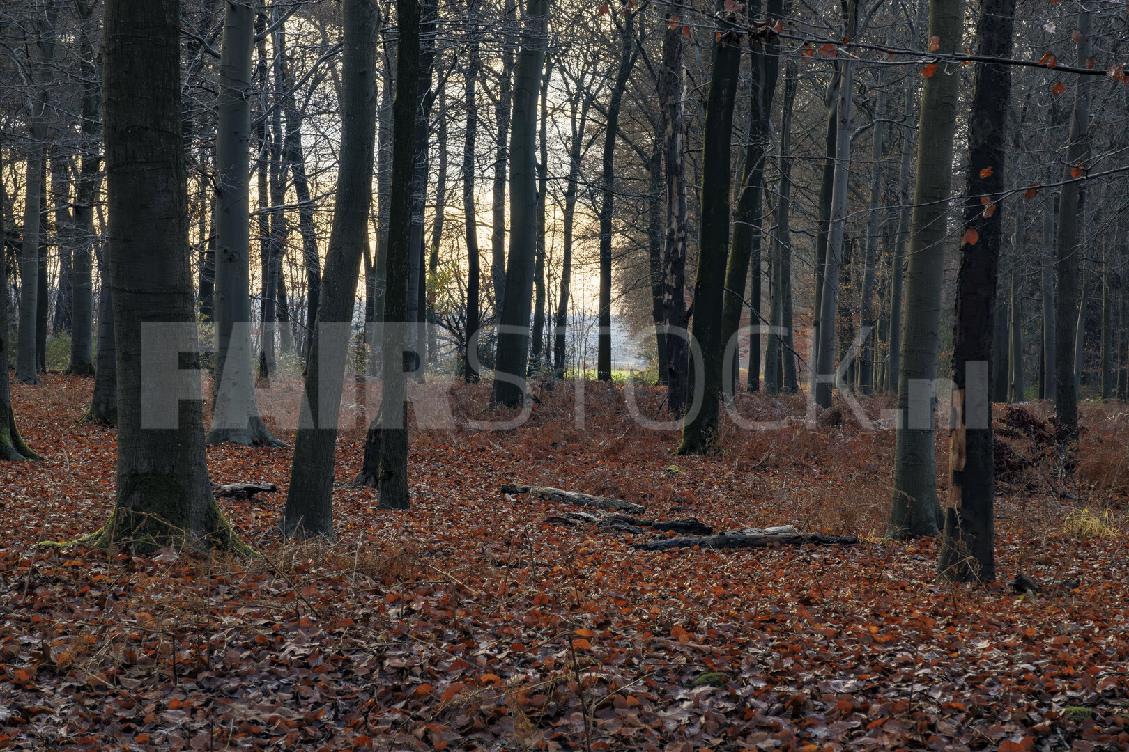 Herfst en winter in harmonie: sereen boslandschap