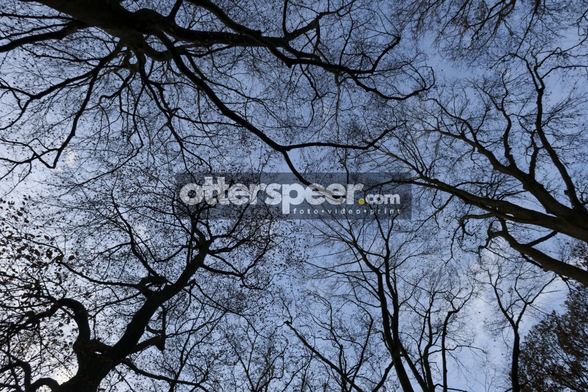 Kale boomtakken tegen schemerlucht